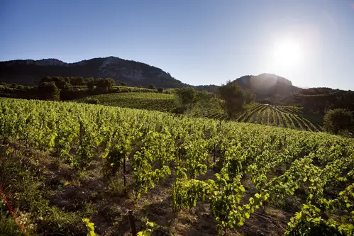 Muscat de Beaumes-de-Venise